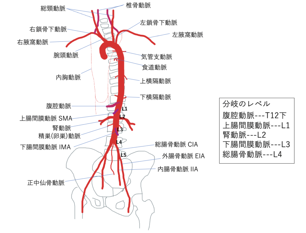 腹部血管のX線解剖図譜 - 健康/医学