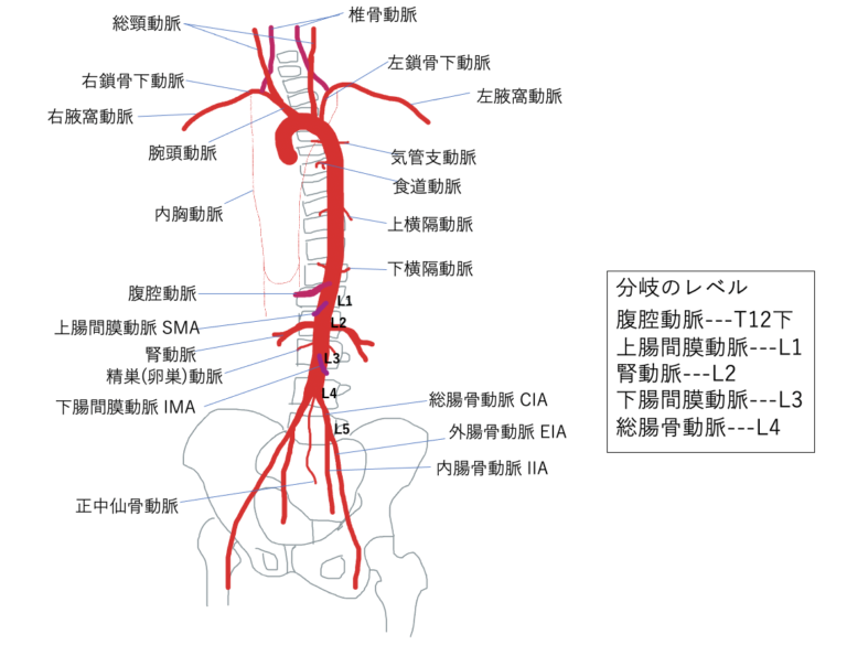 【MRI認定31】腹部の血管まとめ、10問 | ラドライフ